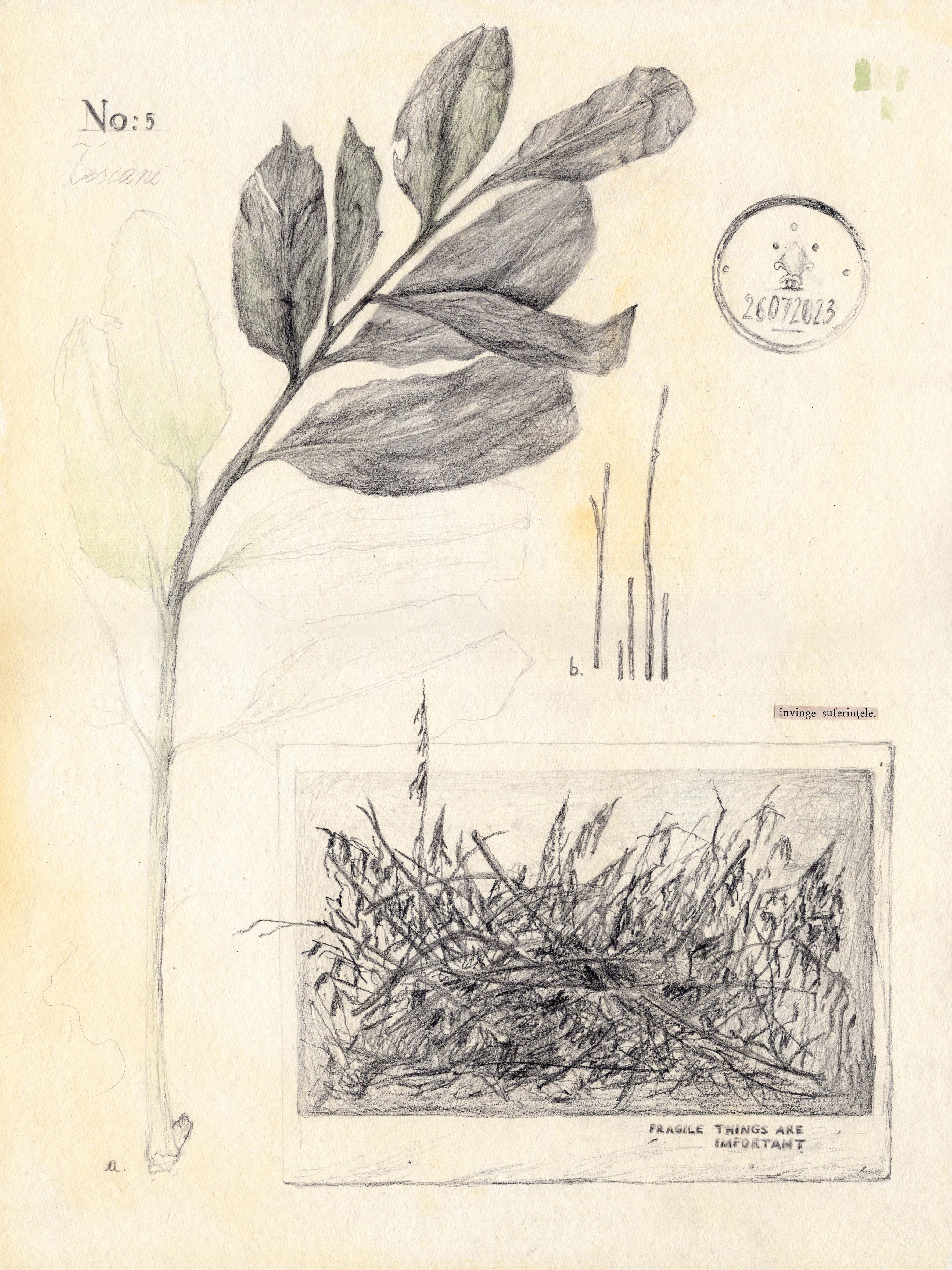Diana Baltag
